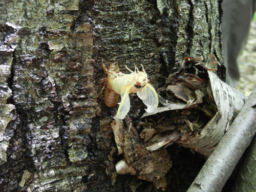 molting cicada